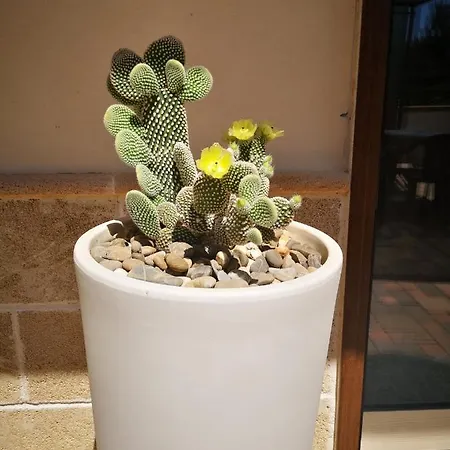 Σπίτι διακοπών Dimora Carola Nardò