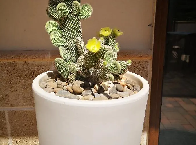 度假居 Dimora Carola Nardò